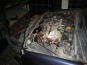 Opel VECTRA 3.0 CDTI COSMO 177CV - Accidentado 6/6