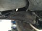 Volkswagen (IN) GOLF 1.6 Tdi Advance Rabbit Bmt 105 CV - Accidentado 14/15